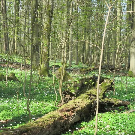 Haus Presse * Walkenried