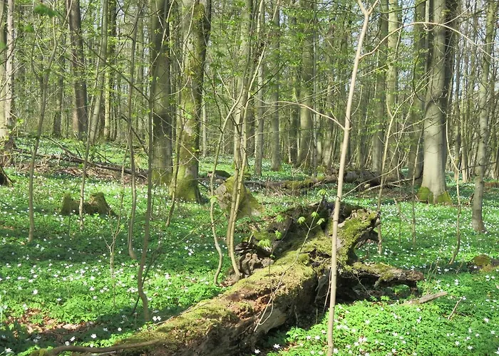 Haus Presse * Walkenried